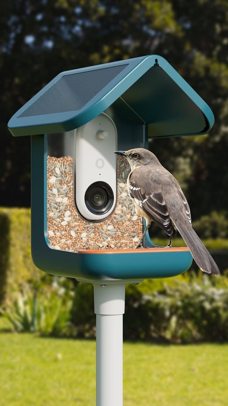 Teal bird feeder with integrated camera and solar panel with a bird perched