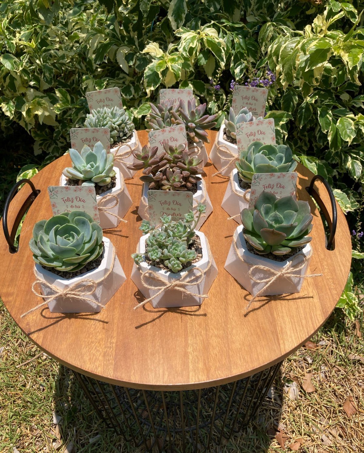 Small succulent plants in white hexagonal pots with twine bows on wooden table