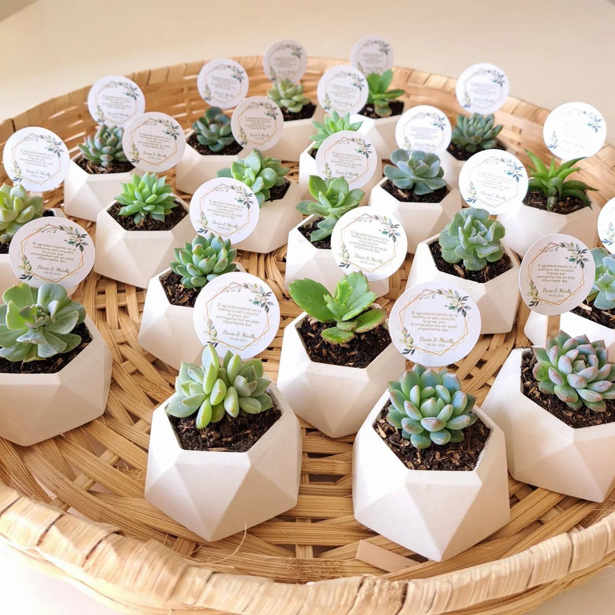 Mini succulents in white geometric pots with tags arranged in a wicker basket
