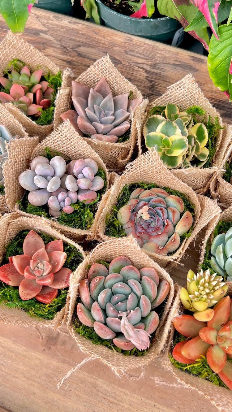 Small colorful succulents wrapped in brown burlap pots arranged on a wooden table.
