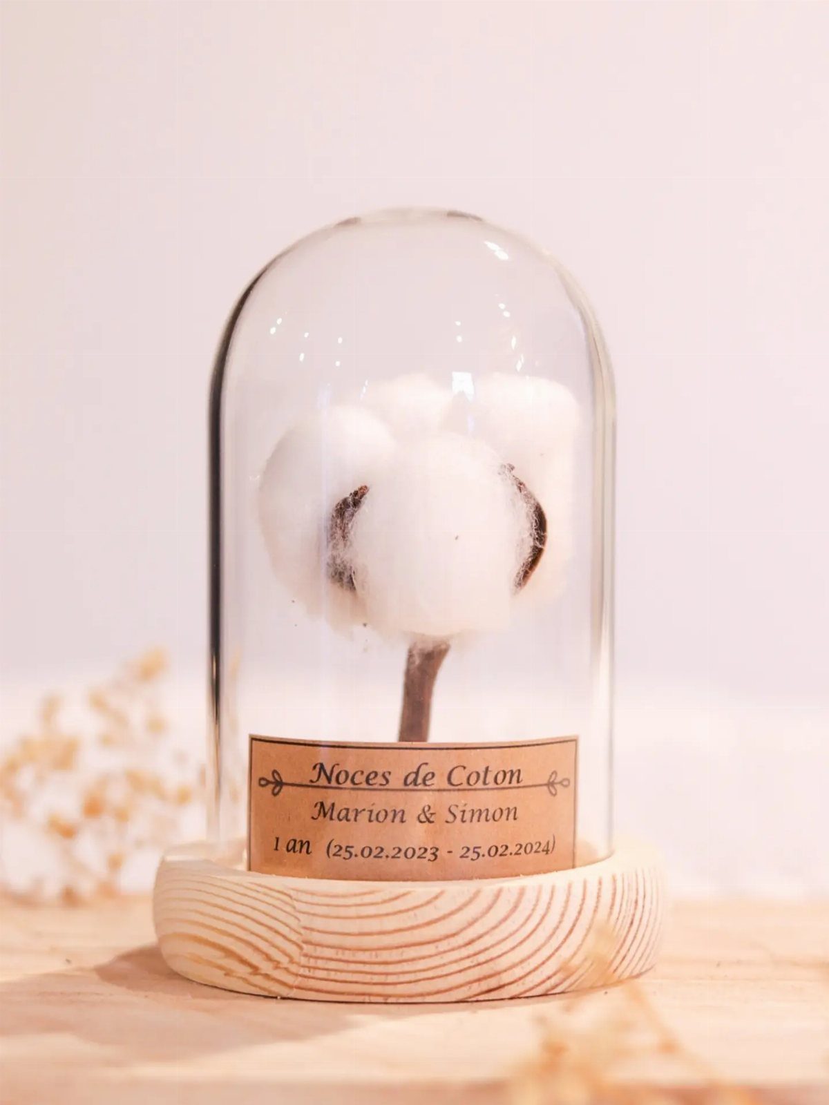 Cotton boll on a stem inside a glass cloche with wooden base